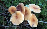 Cystoderma amianthinum image