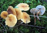 Cystoderma amianthinum image