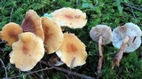 Cystoderma amianthinum image