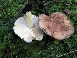 Tricholoma fulvum image