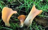 Guepinia helvelloides image