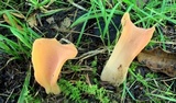 Guepinia helvelloides image