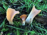 Guepinia helvelloides image