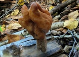 Gyromitra infula image