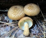 Leucopholiota decorosa image