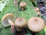 Leucopholiota decorosa image