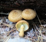 Leucopholiota decorosa image