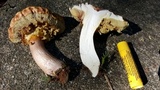 Xerocomus hortonii image