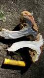 Xerocomus hortonii image