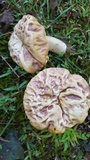 Xerocomus hortonii image