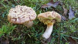 Xerocomus hortonii image