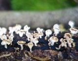 Panellus pusillus image
