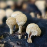 Panellus pusillus image
