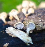 Panellus pusillus image
