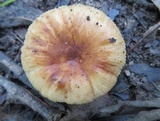Russula mutabilis image