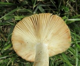 Russula mutabilis image