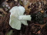 Tricholoma subresplendens image