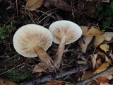 Tricholoma fulvum image