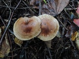 Tricholoma fulvum image