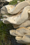 Trametes pubescens image