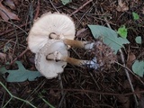 Chlorophyllum olivieri image