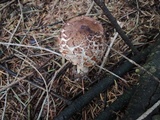 Chlorophyllum olivieri image