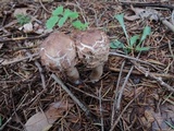 Chlorophyllum olivieri image
