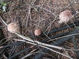 Chlorophyllum olivieri image