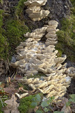 Trametes pubescens image