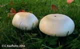 Agaricus osecanus image