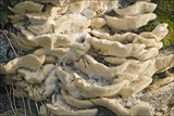 Trametes pubescens image