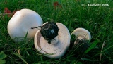 Agaricus osecanus image