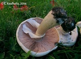 Agaricus osecanus image