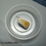 Agaricus osecanus image