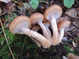 Armillaria solidipes image