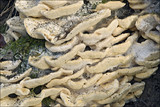 Trametes pubescens image