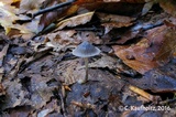 Mycena mackinawensis image
