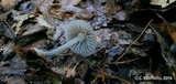 Mycena mackinawensis image