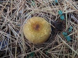 Russula xerampelina image