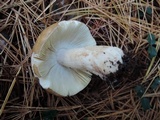 Russula xerampelina image