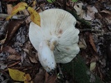 Russula variata image