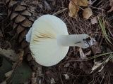 Russula albidula image