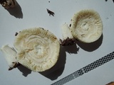 Russula albidula image
