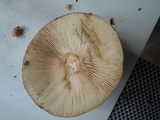 Lactarius vietus image