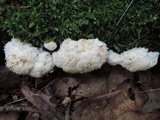 Postia ptychogaster image