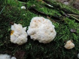 Postia ptychogaster image