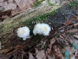 Postia ptychogaster image
