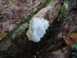 Postia ptychogaster image