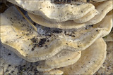 Trametes pubescens image