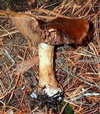 Cortinarius montanus image